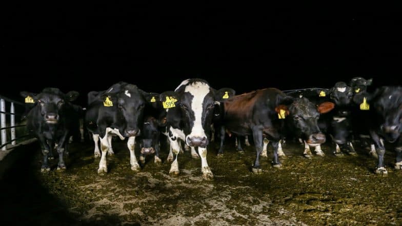 Uttar Pradesh: Over 100 Cows Found Dead in Muzaffarnagar Over Two Days, Probe Ordered Uttar Pradesh: Over 100 Cows Found Dead in Muzaffarnagar Over Two Days, Probe Ordered