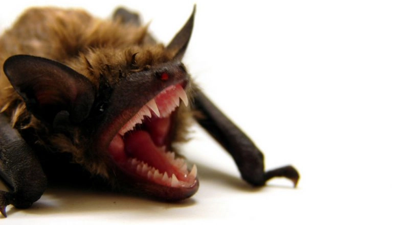 Nipah Virus Infections: Don't Blame the Bats Alone, Improve Public Health
