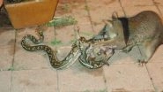 Possum Scratches, Bites Python to Let go Its Baby, Pictures from Queensland, Australia Go Viral