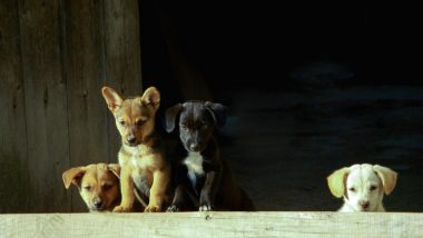 US: Vet Implanted Heroin in Puppies for Colombia Drug Ring