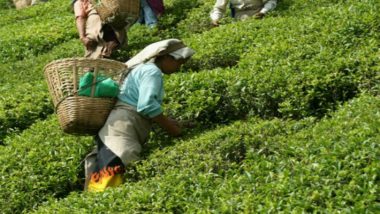 Indian Tea Industry Records Highest Ever Production