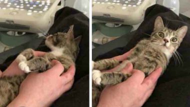 Cat Finds Out She's Pregnant, Her Reaction Will Give You Laughs, See Pic