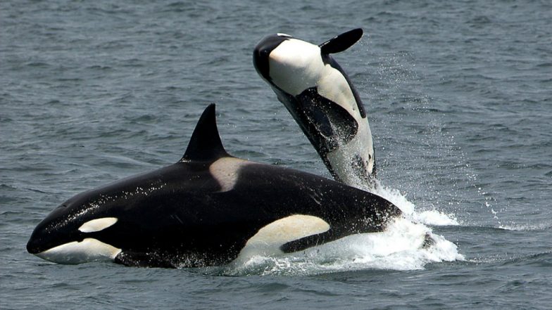 Japan Whale Hunt Killed 122 Pregnant Minke Whales