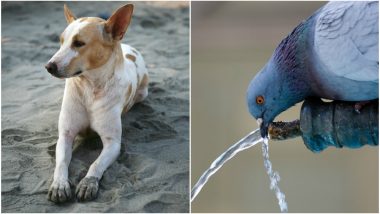 Animals, Birds in Mumbai are Suffering from Heat-Related Ailments, Wildlife Lovers are Worried