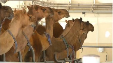 Camel Milk Used to Make Baby Formula! Dubai-Based Company Unveils a New Product
