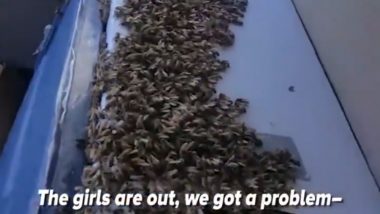 Man Drives Truck for 65 Kilometers With 3000 Lose Bees Inside, Takes a Video and Jokes About It!