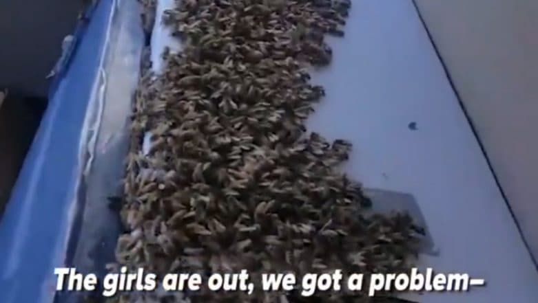 Man Drives Truck for 65 Kilometers With 3000 Lose Bees Inside, Takes a Video and Jokes About It!