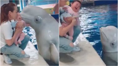 Beluga Whale Kisses a Child, Gets Confused After She Starts Crying, Watch This Cute Video
