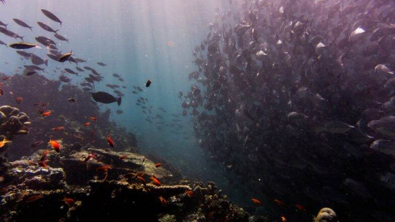 Hawaii Poised to Ban Sale of Sunscreens That Damage Coral Hawaii Poised to Ban Sale of Sunscreens That Damage Coral