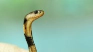 Venomous Cobra Lay Eggs at Odisha Family's Home, Video Goes Viral