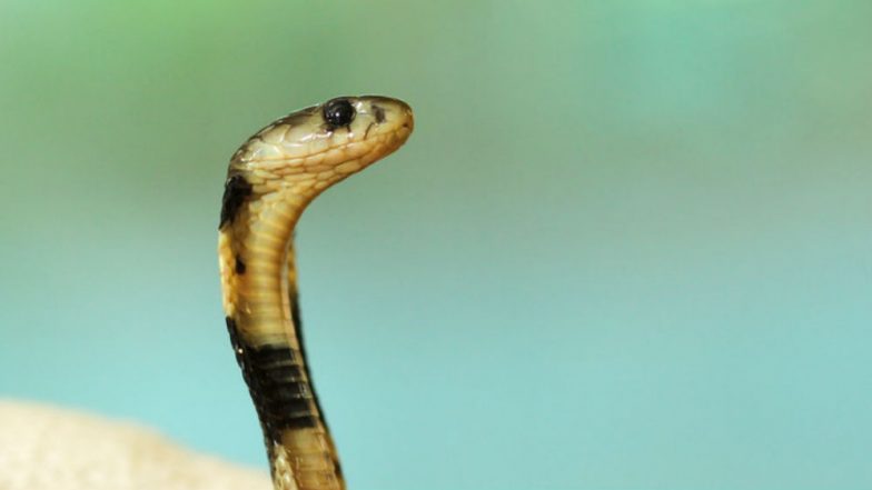 Mumbai: King Cobra Kills 32-Year-Old Police Constable in Kurla