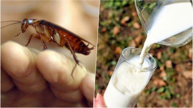 Is Cockroach Milk the Newest Trend! But Does it Have Health Benefits?