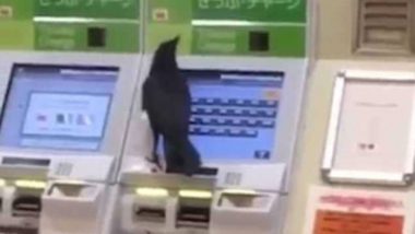 Crow Uses Credit Card at Japan Train Station, Video Goes Viral