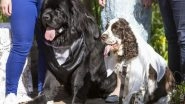 Royal Wedding But of the Dogs! Pair Named After Prince Harry and Meghan Markle Have Their Own Grand Ceremony in Scotland