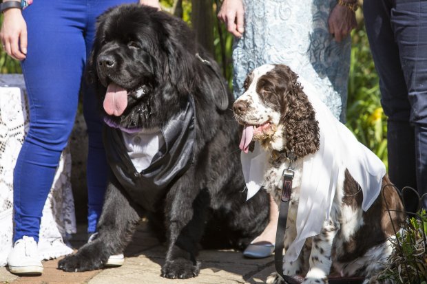 Royal Wedding But of the Dogs! Pair Named After Prince Harry and Meghan Markle Have Their Own Grand Ceremony in Scotland