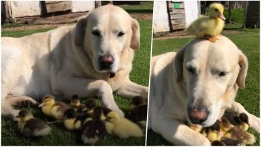 Golden Labrador Adopts Nine Orphaned Ducklings; Twitter is Flooded with Pictures of the Cutest Bond!