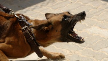 Sitapur Stray Dog Menace: Another Minor Attacked, In Critical Condition