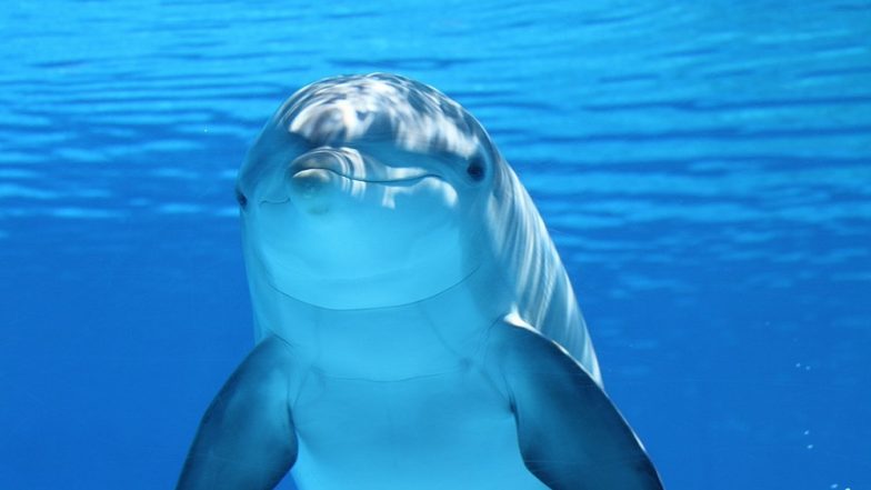 'Devastating' Dolphin Loss in Florida Red Tide Disaster