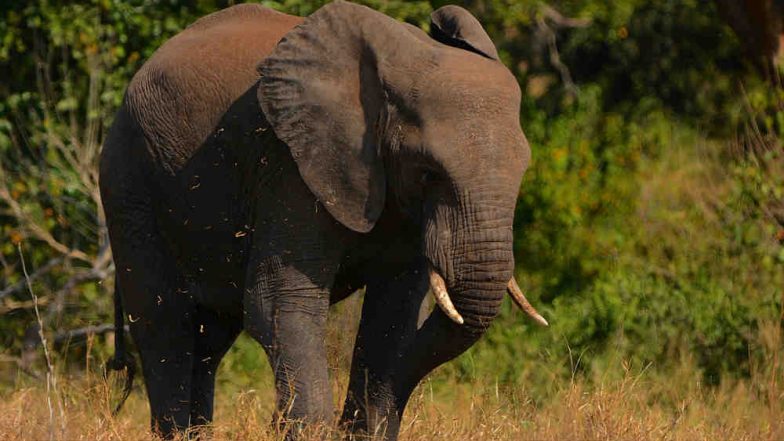 Elephant Kills Man During Morning Walk in Haridwar