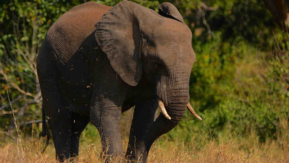 Malaysia: Borneo Pygmy Elephant Shot 70 Times, Tusks Removed Malaysia: Borneo Pygmy Elephant Shot 70 Times, Tusks Removed
