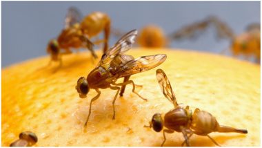 Fruit Flies Enjoy Orgasms More Than Alcohol, Say Israeli Researchers