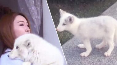 Woman Finds Her Cute Pet Puppy of a Year is Originally a Fox, Sends it to a Zoo for Proper Care