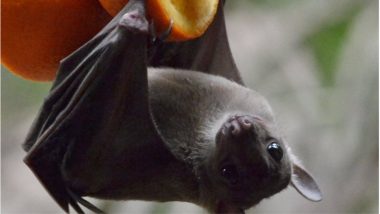 Nipah Virus: Health Experts Warn Against the Virus With ‘Serious Epidemic Potential’; No Vaccines or Drug to Combat the Infectious Disease Yet