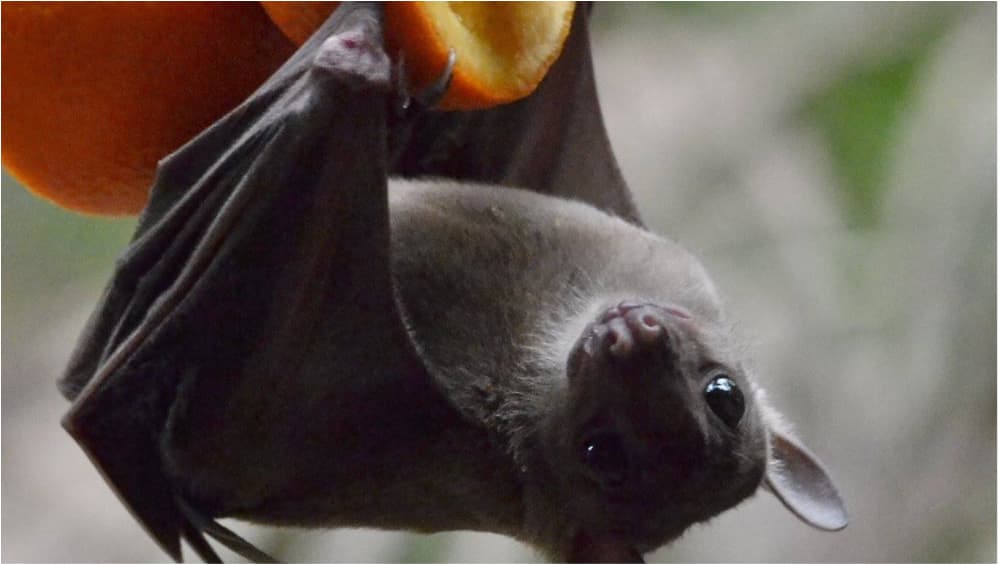 Nipah Virus: Health Experts Warn Against the Virus With ‘Serious Epidemic Potential’; No Vaccines or Drug to Combat the Infectious Disease Yet Nipah Virus: Health Experts Warn Against the Virus With ‘Serious Epidemic Potential’; No Vaccines or Drug to Combat the Infectious Disease Yet