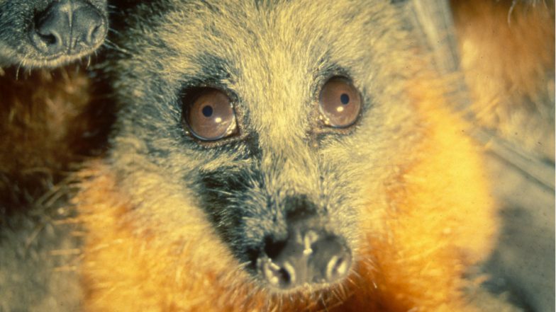 Nipah Virus Outbreak: Bats May Not Be Causing the NiV Infection, Says Department of Animal Husbandry