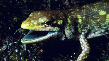 New Guinea’s Green-blooded Lizards; Its Blood is Toxic Enough to Kill Humans!