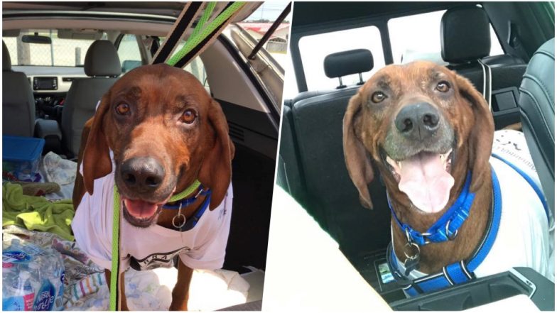 Missing Dog in Arizona Finds 20 Strangers Volunteering to Send Him Home During One Year Exile
