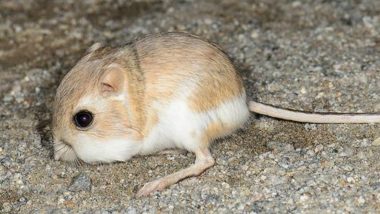 Kangaroo Rats are Not Extinct Yet! Resurface After 32 Years in Mexico