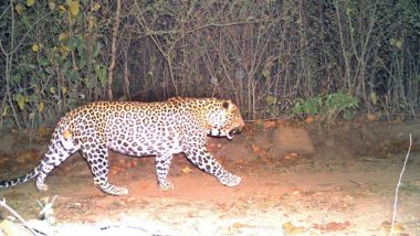Pune: Leopard Enters Residential Area; Attacks 2, One Hurt in Melee