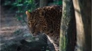 Leopard Kills 7-Year-Old in Uttarakhand&rsquo;s Bageshwar, Villagers Burn Down Forest in Protest