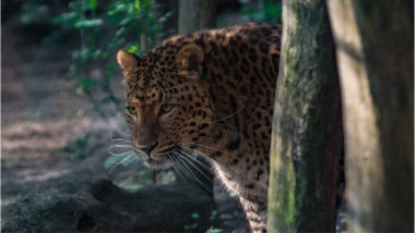 Leopard Kills 7-Year-Old in Uttarakhand’s Bageshwar, Villagers Burn Down Forest in Protest