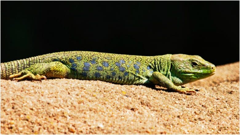 Oldest Known Lizard 'Megachirella' From The Dinosaur Era Found in ...