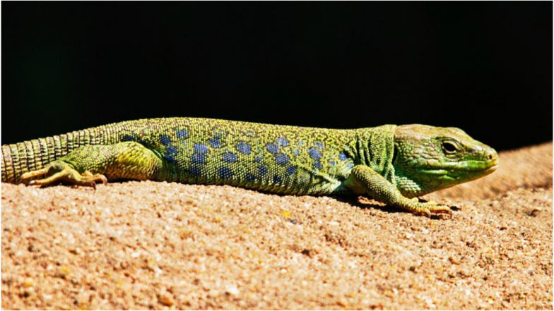 Oldest Known Lizard 'Megachirella' From The Dinosaur Era Found in Italian Alps