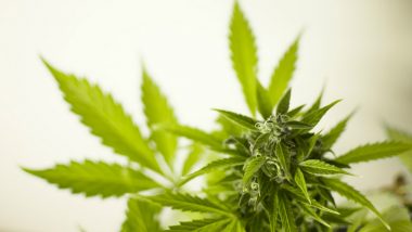 Marijuana Made Drug to Cure Epilepsy Finds Approval From FDA Staff
