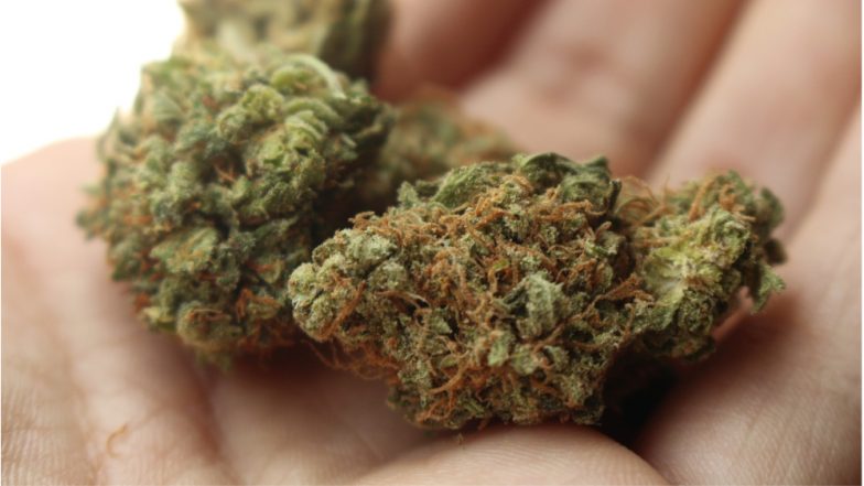 New Zealand Passes Laws to Make Medical Marijuana Widely Available