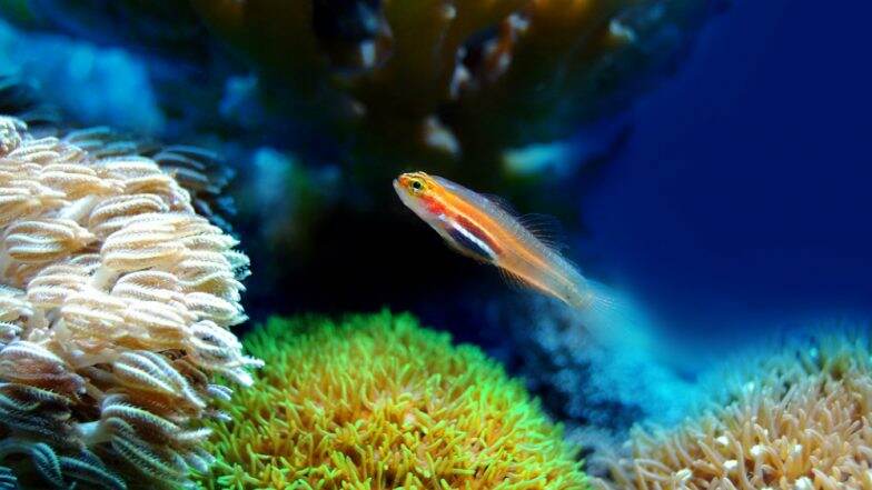 Ocean Zone Discovered in Bermuda: Territory is Home to over 100 New Species of Marine Life Ocean Zone Discovered in Bermuda: Territory is Home to over 100 New Species of Marine Life