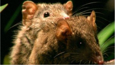 Sex Obsession is Killing Australia’s Marsupials, They Are Now Listed Among the Endangered Species