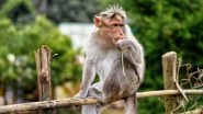 Monkeys Wreak Havoc at Sambhal in Uttar Pradesh, Attack 225 People in 15 Days