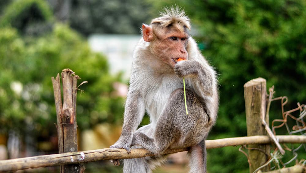 Karnataka: Locals Construct Temple in Memory of Monkey, Perform Last Rite as Per Hindu Tradition Karnataka: Locals Construct Temple in Memory of Monkey, Perform Last Rite as Per Hindu Tradition