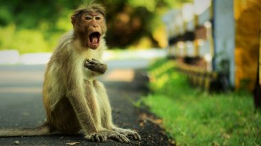 Monkey Menace Increases in Supa Village in Gujarat, Attack Unsuspecting People on Roads (Video)