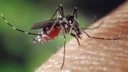 Mosquito Bites: Their Saliva Can Affect Your Immune System For a Week