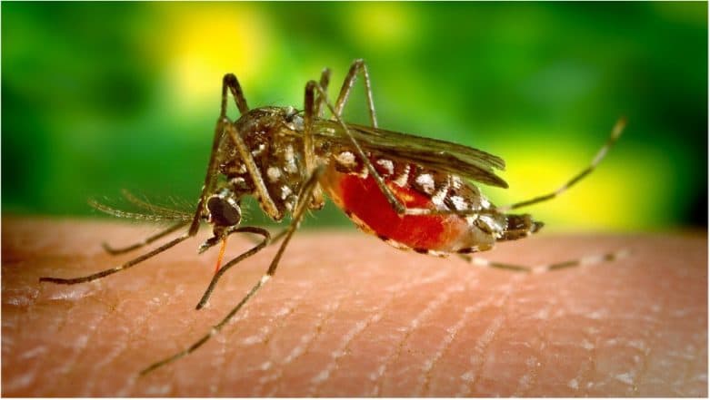 People Infected With Dengue in the Past Twice As Likely To Develop Symptoms of COVID-19