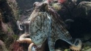 Is Octopus An Alien Creature? Know The Truth About The Most Weird Species on the Planet