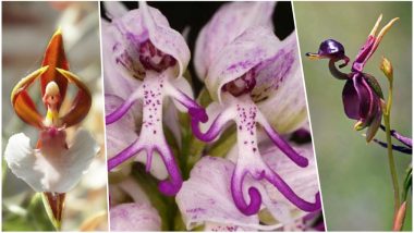 Hanging 'Naked Man' Orchid is Not FAKE: Photos of This Flower Got Twitterati Talking About Nature's Wonders, View Pics