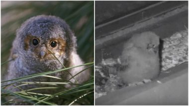 An Owl With Two Mums and One Dad is Becoming an Internet Sensation, Watch Live Video of the Family