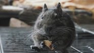 Comatose Patient Bitten By Rats at a Municipal Hospital Passes Away